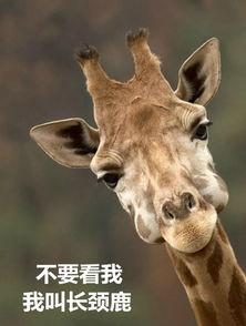 厦门爆料长颈鹿视频播放,视频曝光萌态瞬间，网友直呼可爱爆表！  第1张