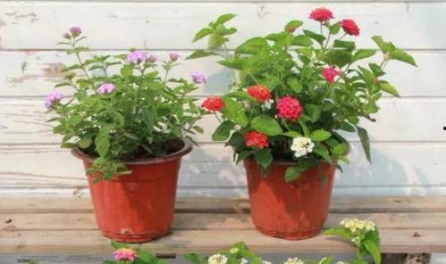 玛雅五哥爆料视频大全最新,揭秘热点事件背后的真相 第3张 玛雅五哥爆料视频大全最新,揭秘热点事件背后的真相 第3张